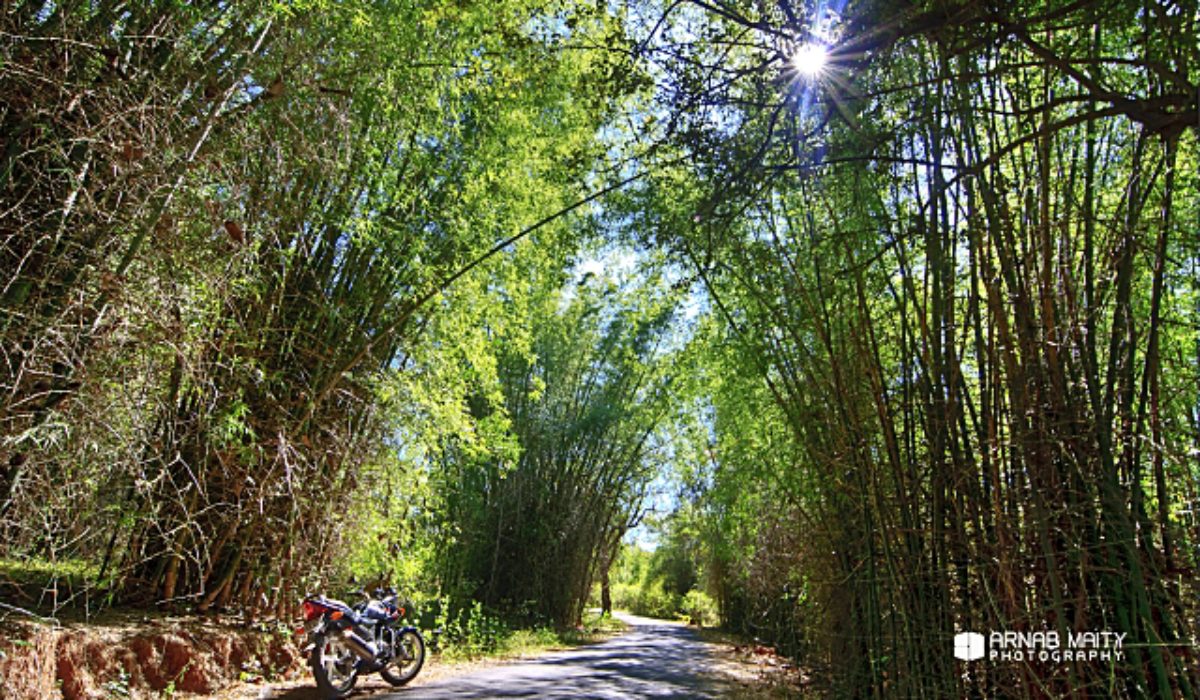 The Weekly Frame – Ride through the Bamboo Forests