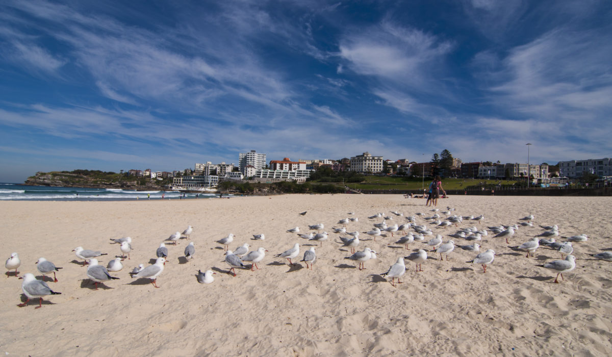 The Weekly Frame – Seagulls of Bondi